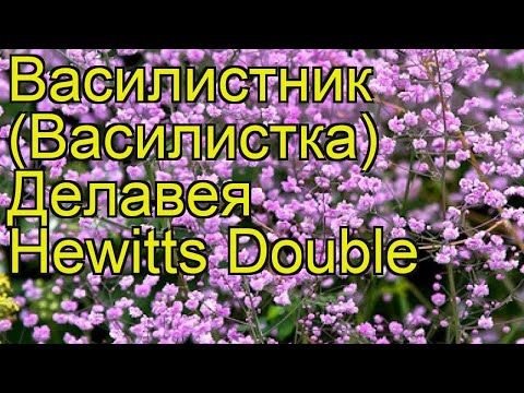 Василистник делавея Хевиттс Дабл. Краткий обзор, описание thalictrum delavayi Hewitts Double