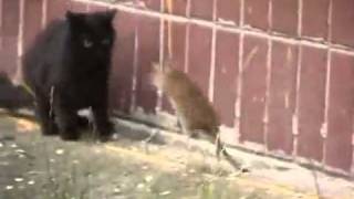 Крыса напала на кошек:))))