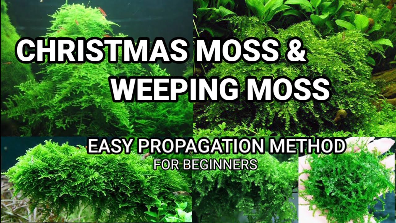 Why is the Christmas moss in my aquarium not growing? - Quora