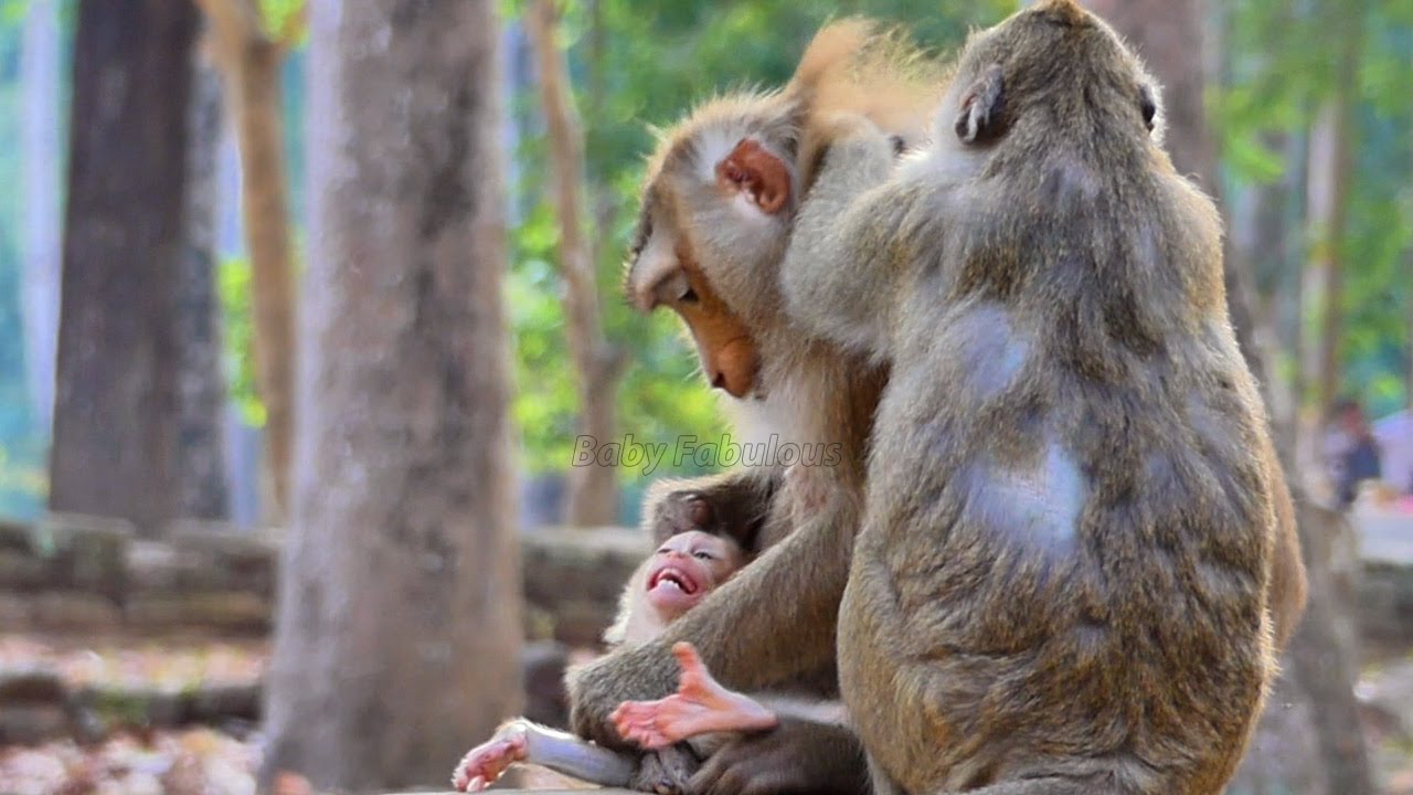 A gentle Rina unablee to accept underr the pressuree of momma Rose | Fabulous