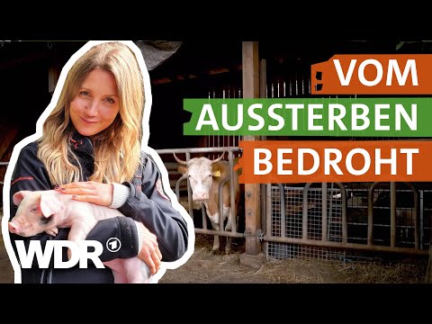 Video: Erhaltung Seltener Nutztierrassen