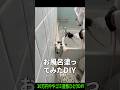 お風呂塗っちゃいました【30万円ややゴミ屋敷】 途中のBGM: MusMus様 #リフォーム #diy #浴槽