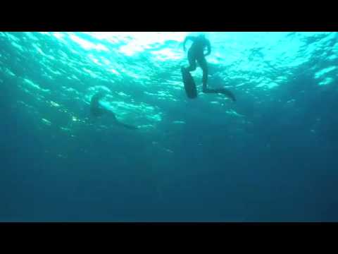 Swimming with Hammerhead Shark