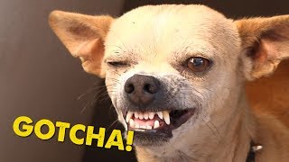 This Chihuahua winks