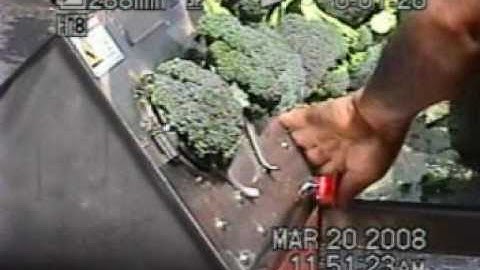 Broccoli Cutting Floret Machine (part 1) - CharliesMachineandSupply.com