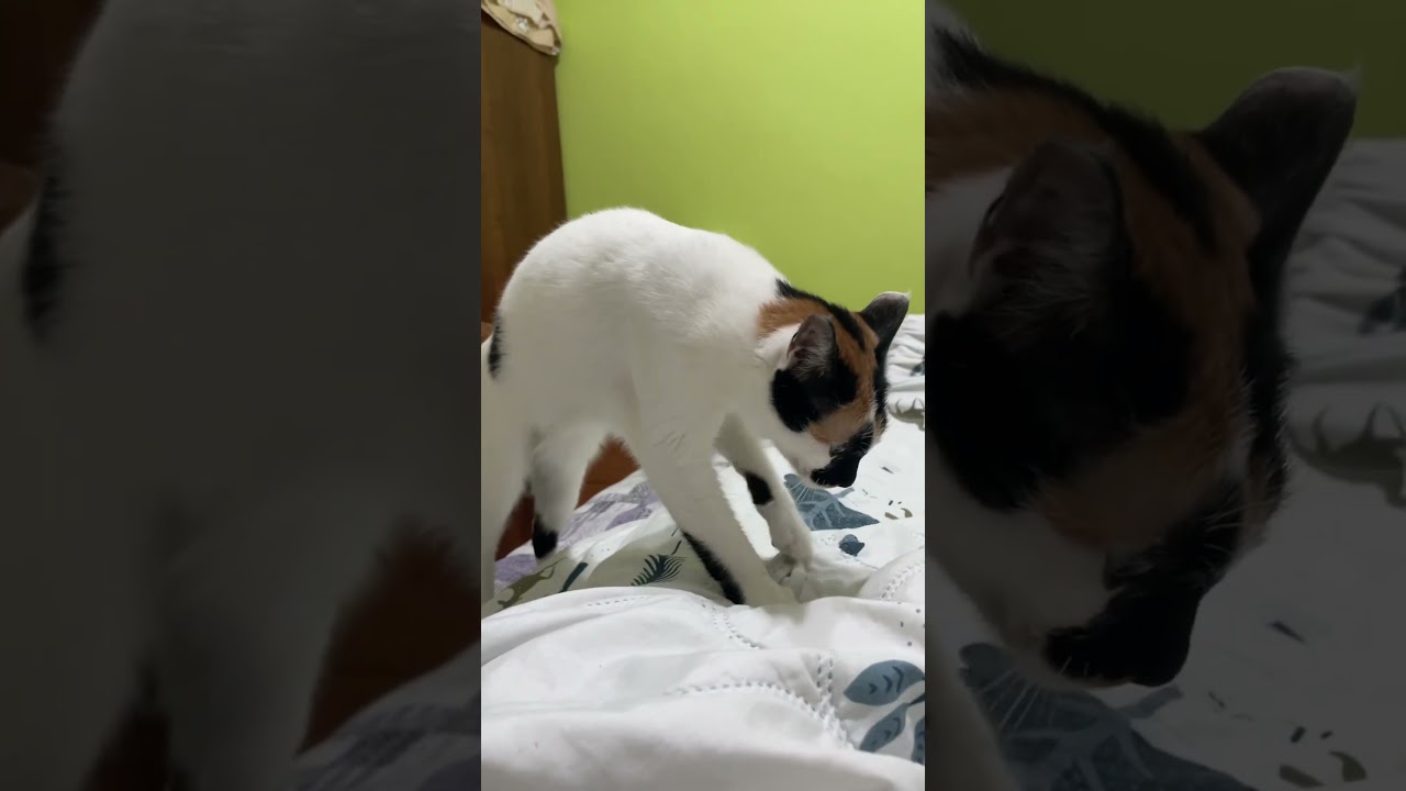  - HeartVod