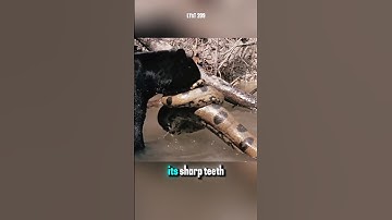 Een goedhartige zwarte panter redt een python uit het woeste water. #panter #python #dieren