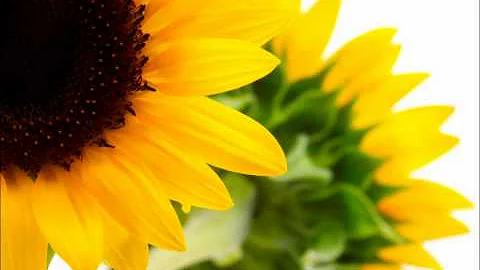 Sunflower - Alice Peacock