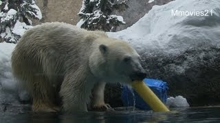 ピリカから受け取りたいバトン♪〜Polar Bear　