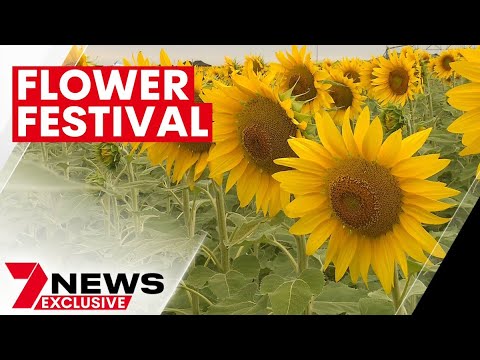 Kalbar sunflower festival goes global in queensland's scenic rim | 7news