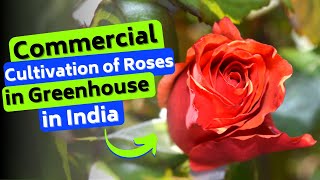 Commercial cultivation of Roses in Greenhouse in India