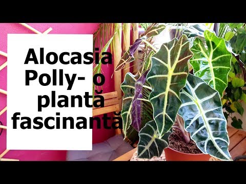 Video: Alocasia (37 De Fotografii): Reguli Pentru îngrijirea Unei Plante Acasă. Caracteristici Ale Rizomului Mare Alocasia și Ale Altor Tipuri De Flori