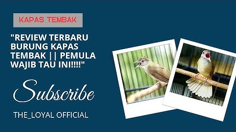 Review Terbaru Burung Kapas Tembak || Pemula Wajib tau ini!!!!