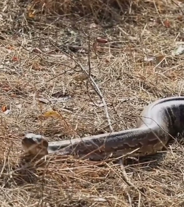 The most aggressive python in the world - YouTube