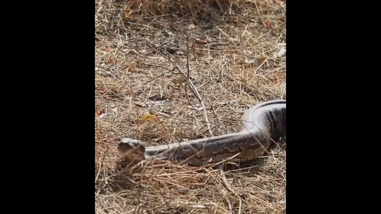 The most aggressive python in the world - YouTube