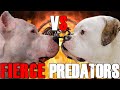 Dogo Argentino vs American Bulldog | American Bulldog vs Dogo Argentino | Guard Dogs | Billa Boyka |