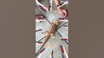 Worm? Where?! I smelled it from here!#reptiles #beardeddragon #lizard #cute #cute 🐉subscribe