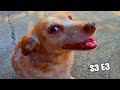 Meet &quot;Spikey&quot; The Little Fruit Loop 🤗 Goonball &amp; Dog Adventures (S3 E3)