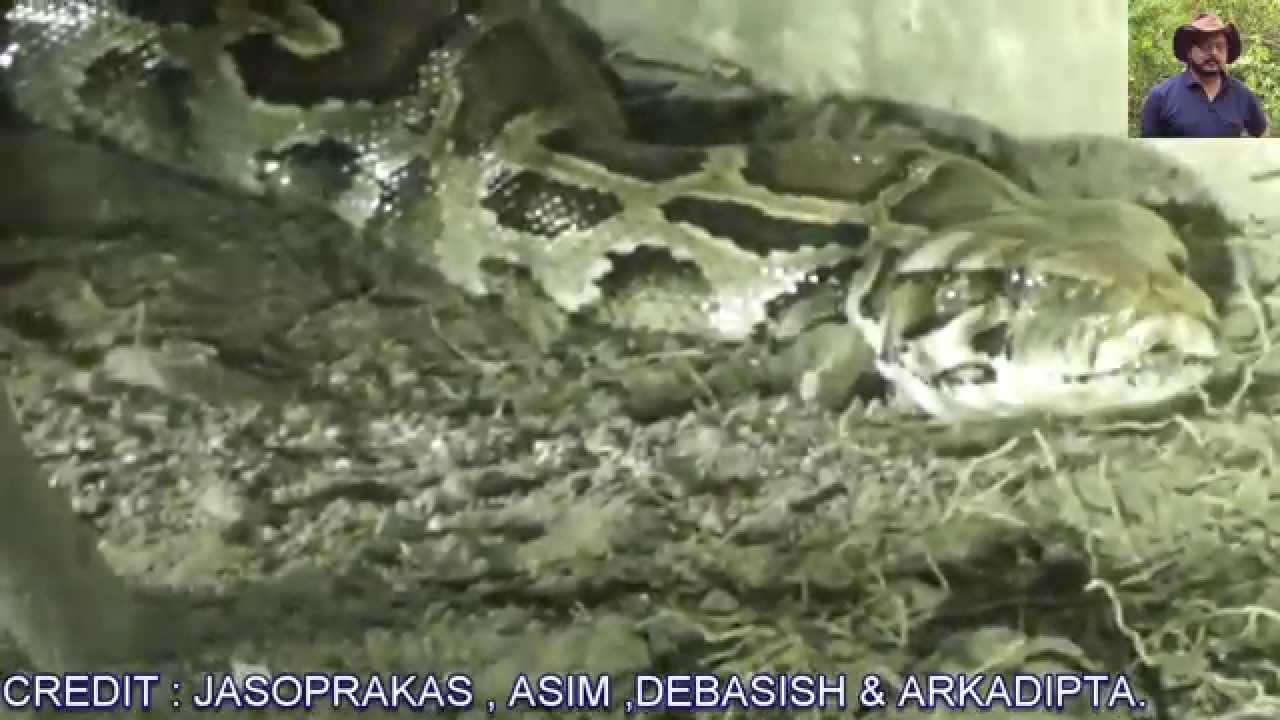 Python's Movement. - YouTube