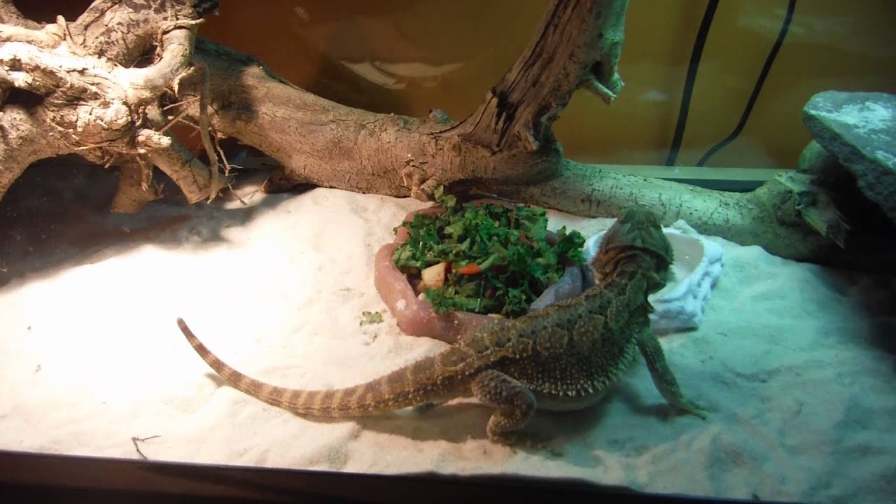 reptiles concept Reptile Expo Pickups