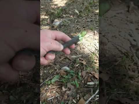 Foraging Smilax, Greenbrier,