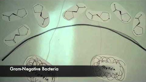 MB 351: Quorum Sensing