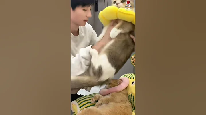 Video 11485671: cat funny pets love, cat kisses