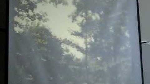 Lab 4: Gymnosperms Part 1