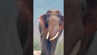 Lal Kaan Elephant of Corbett National Park