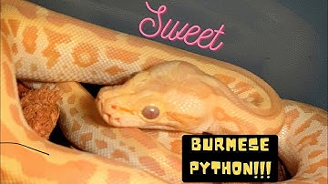 PEARL BURMESE PYTHON !!!! UNBOXING!!! #python #reptile #burmesepython