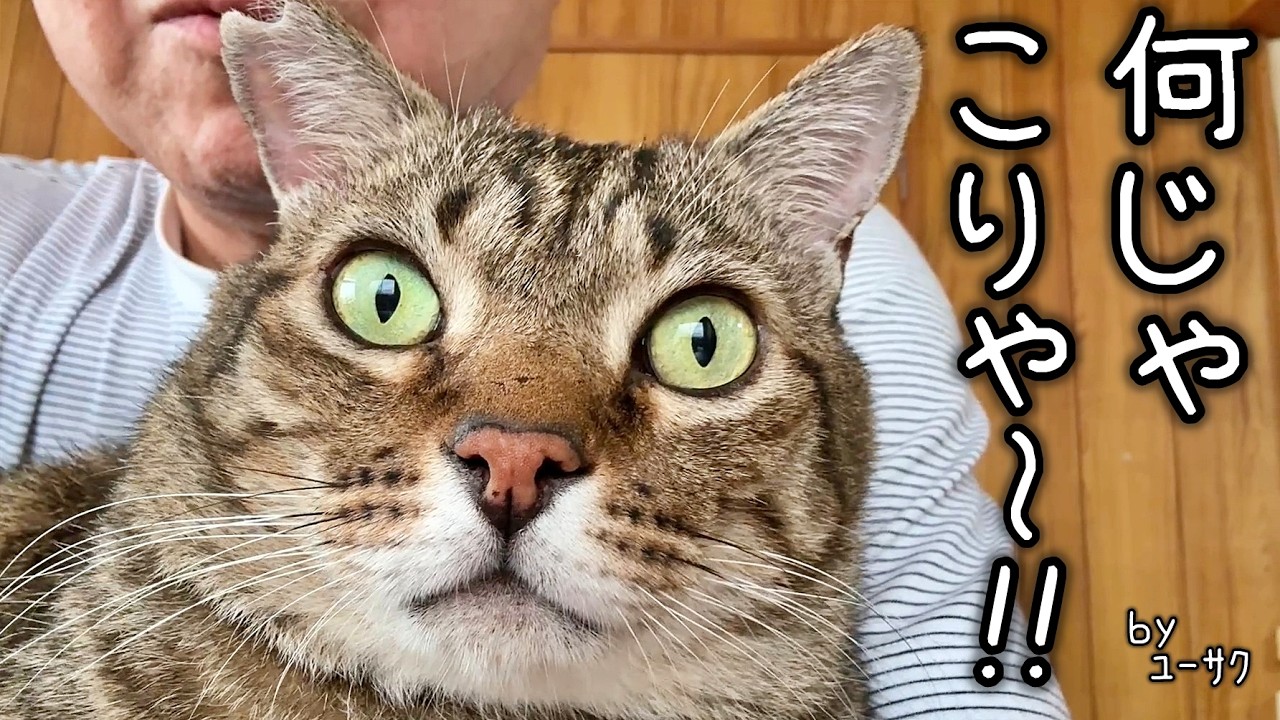 ねこすき YouTube