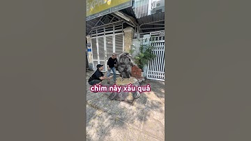 Khoe chim quý hiếm và cái kết.#giảitrí #funny #shortsvideo #giảitríchotrẻem