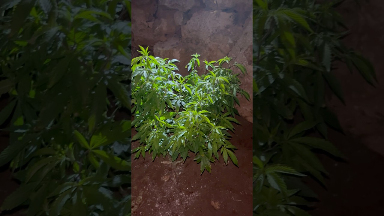 Luz de Apoyo para que no Florezca con el Cambio 