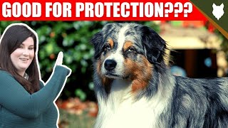 ARE AUSTRALIAN SHEPHERD GOOD GUARD DOGS?