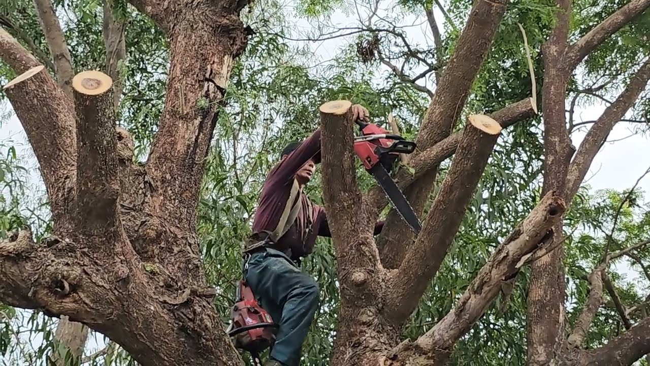 Распиловка очень больших и огромных скоб. Высокотехнологичная распиловка деревьев.