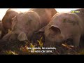 Ma viande de porc c est METRO