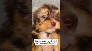 #цветныейорки #puppy #kennelcitychocofantasy #yorkie #america #pets #продажащенков #love