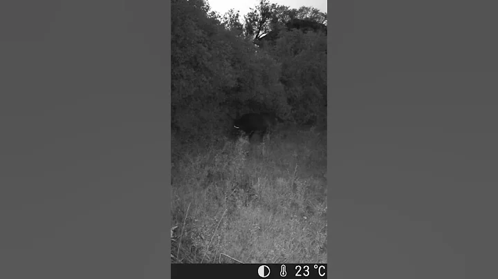 Big wild boar #wildlife #trailcam #nature #animals #wildboar #shorts #photography #hunting #fyp