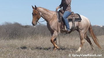 Baroque In Chrome - trail riding! - ValleyViewRanch.net