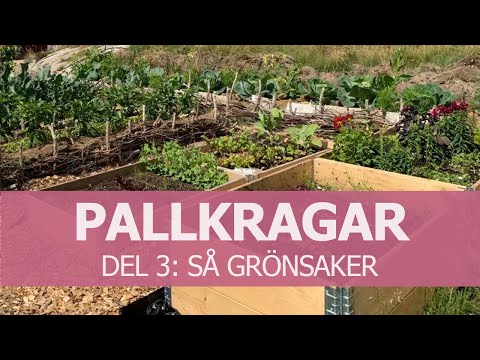 Video: Hur Man Får Tre Grönsaker På En Säsong