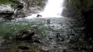 MVI_3009.MOV