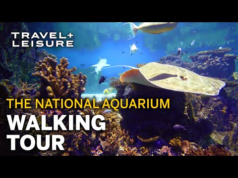 Video: National Aquarium sa B altimore Visitors Guide