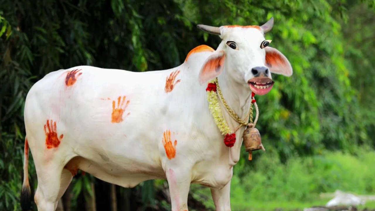 Fanny bolne wala animals😅/ cow video🥰/ guru gaiya cow soon! 