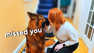 German shepherd can't contain his excitement when owner comes home