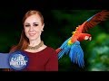 Nace la primera Guacamaya Roja en libertad después de 50 años | Daily Report con Sofía Rattinger