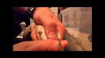 Ball Python Sexing: Popping