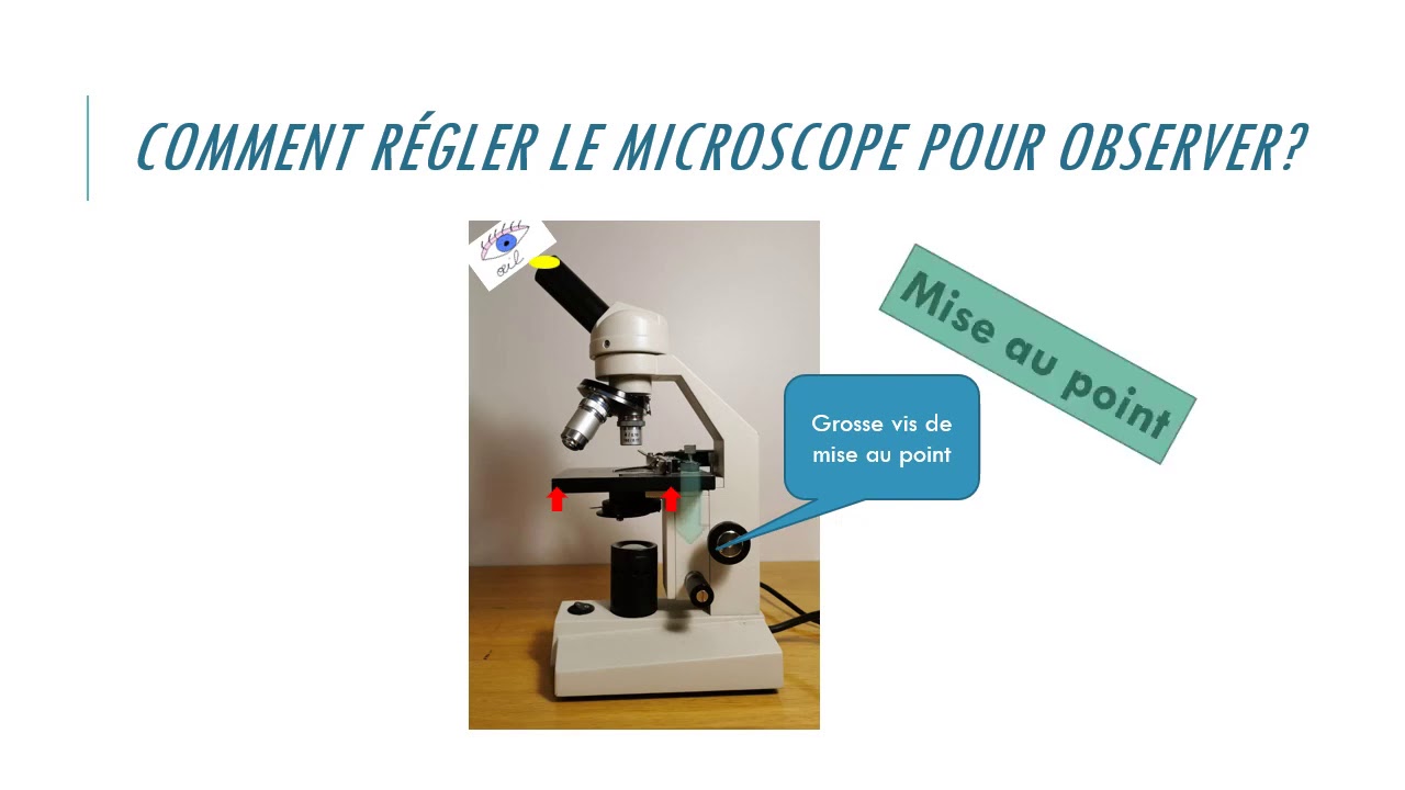 Utilisation Du Microscope En Svt Youtube Utilisation Du Microscope En Svt Youtube