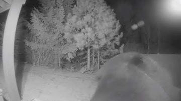 Bear Bites Security Camera || ViralHog