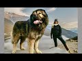 Top 10 biggest dog breeds in the world