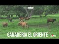 TOROS DE LA GANADERIA EL ORIENTE DE RAFAEL LOZANO PARA COROZAL 2024